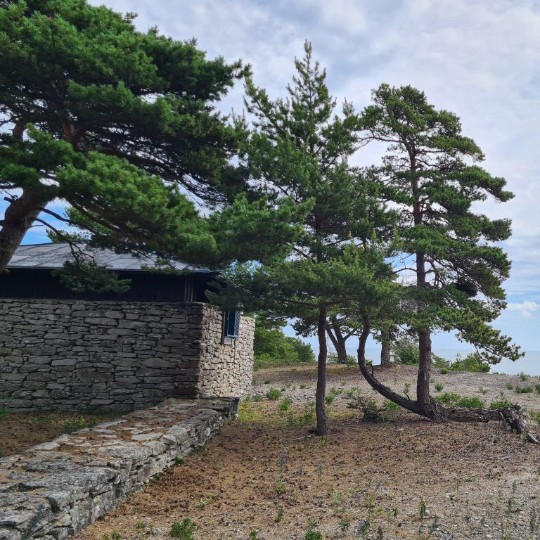 Exteriör bild från Bergmangårdarna på Fårö med en stenmur, stenstrand, låga martallar och havet i horisonten